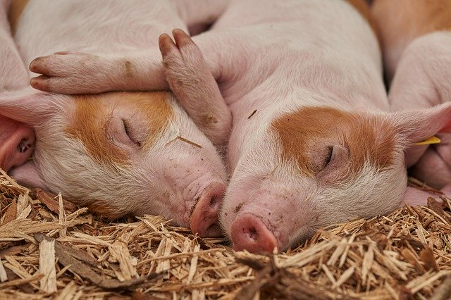 Vírus matou milhões de suínos na China e Europa