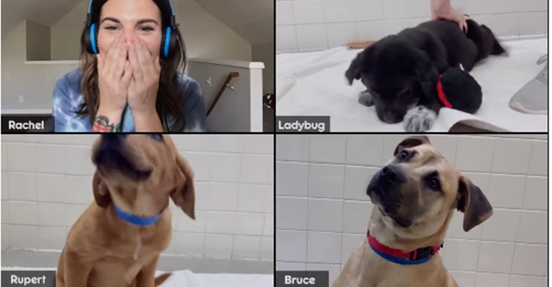 Zoom e Pedigree fazem doação de cachorros por chamada de vídeo
