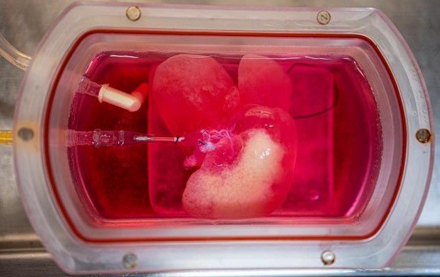 Cientistas criam minifígado e realizam transplante com sucesso