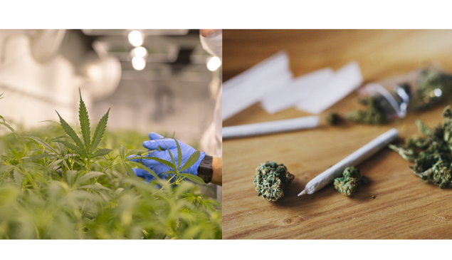 OMS remove a Cannabis (maconha) da lista de “Drogas”