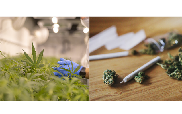 OMS remove a Cannabis (maconha) da lista de “Drogas”