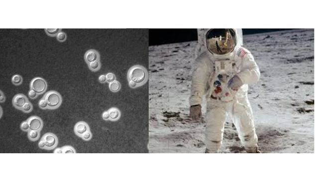 Cientistas acham fungo em Chernobyl que pode proteger astronautas no espaço