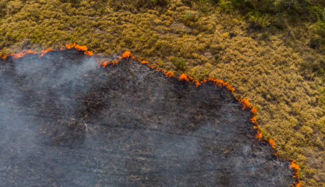 Cientistas da UFMG criam tecnologia que prevê incêndios florestais