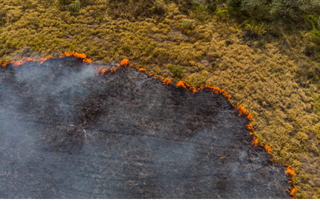 Cientistas da UFMG criam tecnologia que prevê incêndios florestais